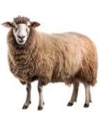 Schaap / Lam snacks