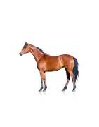 Paard